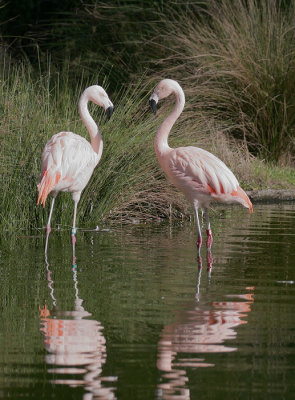 Chilean Flamingos