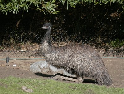 Emu