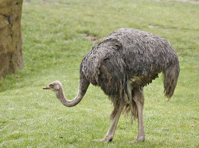 Ostrich