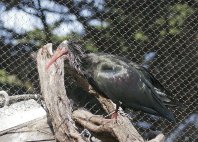 Waldrapp Ibis
