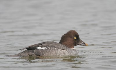 Common Goldeneye, first-cycle female