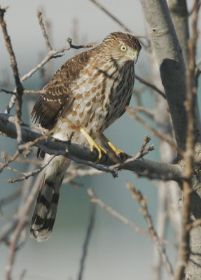 Cooper's Hawk, juvenile