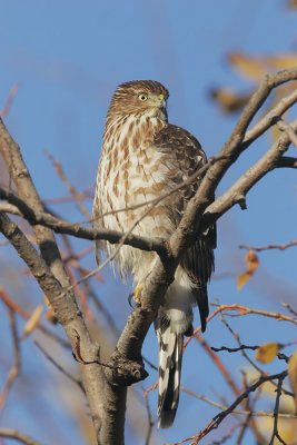 Cooper's Hawk, juvenile