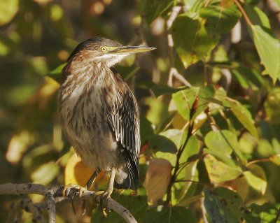 Green Heron, juvenile