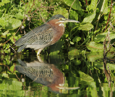 Green Heron