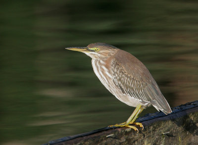 Green Heron, juvenile