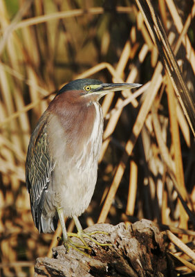 Green Heron