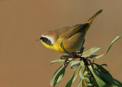 Common Yellowthroats