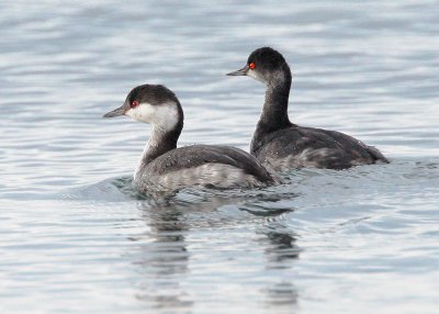 Horned Grebe and Eared Grebe