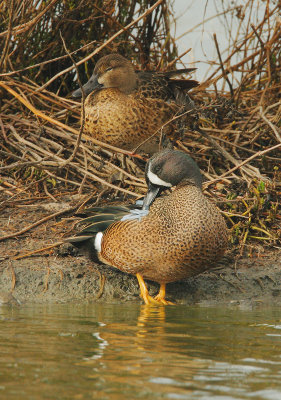 Blue-winged Teal, pair