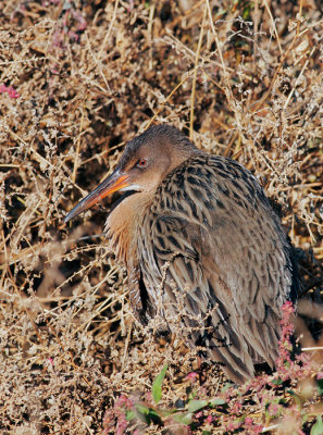 Ridgway's Rail