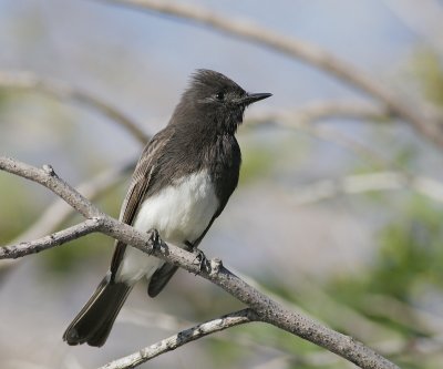 Black Phoebe