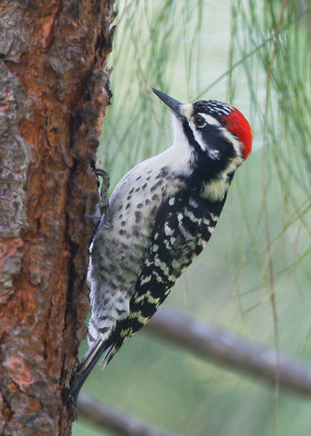 Nuttall's Woodpecker, male