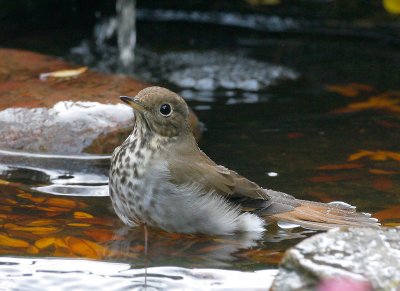 Hermit Thrush