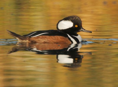 Hooded Merganser, male