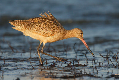 Marbled Godwit