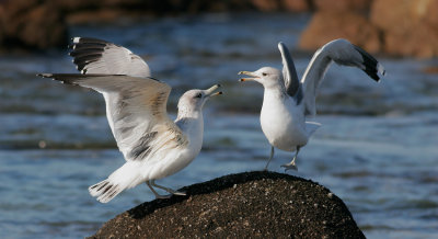 California Gulls, fighting
