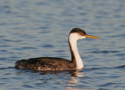 Western Grebe