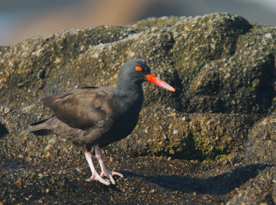 Black Oystercatcher