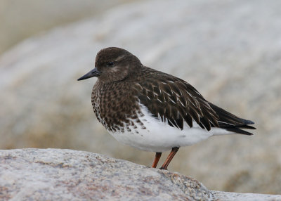 Black Turnstone