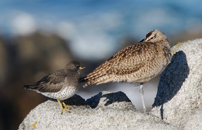 Surfbird and Whimbrel
