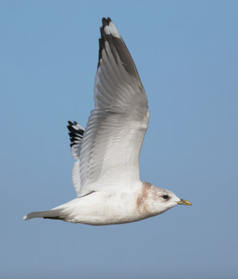 Mew Gull, winter flying