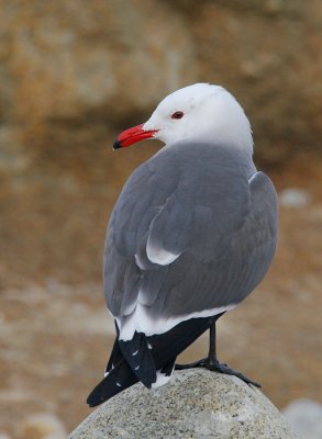 Heermann's Gull, breeding