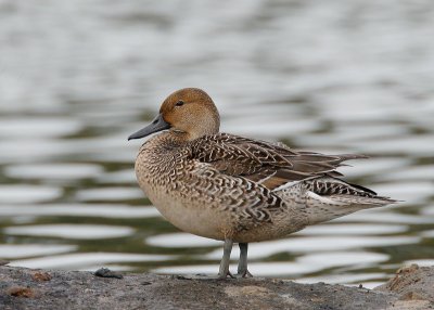 Northern Pintail, female