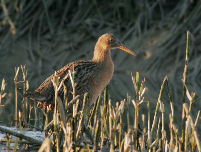 Ridgway's Rail