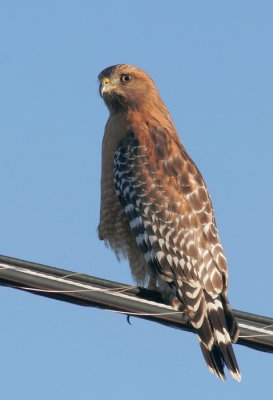 Red-shouldered Hawk