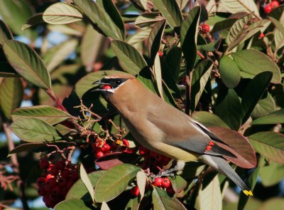 Cedar Waxwing