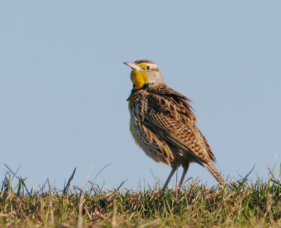 Western Meadowlark