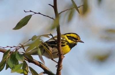 Townsend's Warbler, male*