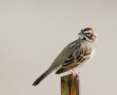 Lark Sparrow