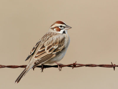 Lark Sparrow