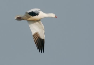 Ross's Goose, flying