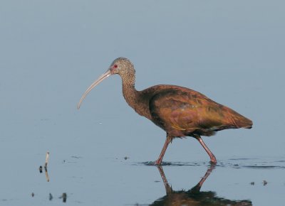 White-faced Ibis, juvenile