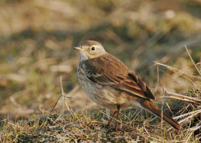 American Pipit