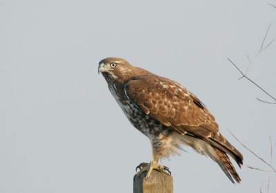 Red-tailed Hawk, first-year