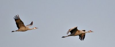 Sandhill Cranes, flying