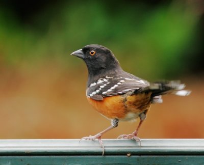 Spotted Towhee, male