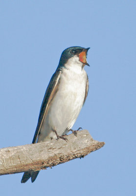 Tree Swallow, singing