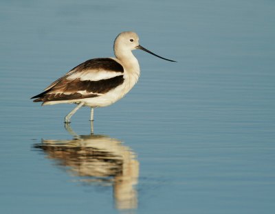 American Avocet