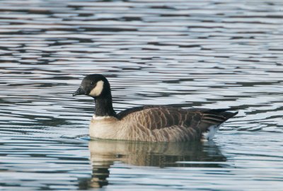 Cackling Goose