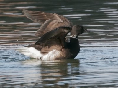 Brant, black