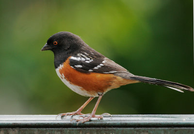 Spotted Towhee, male