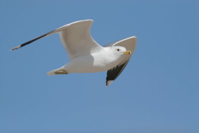 California Gull, flying