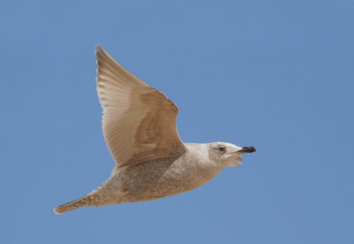 Glaucous-winged Gull, first winter flying