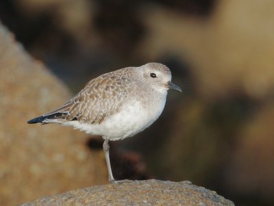 Black-bellied Plover