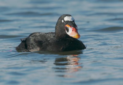 Surf Scoter, male